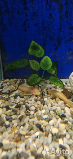 Аквариум с рыбками