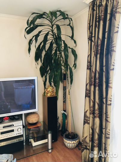 Юкка гигантская / Драцена душистая