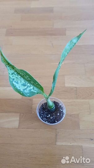 Диффенбахия