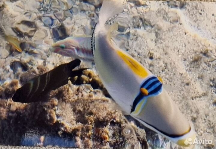 Фотоаппарат с подводным боксом