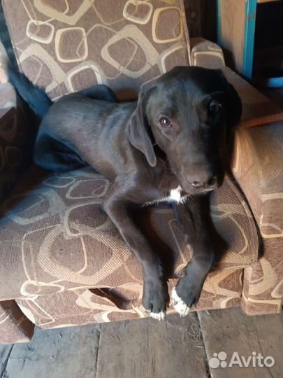 Собака в добрые руки лабрадор