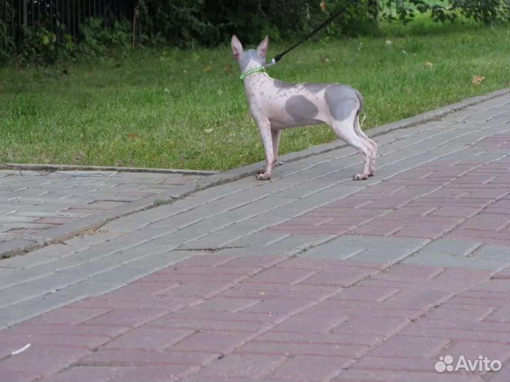 Американский голый терьер щенки