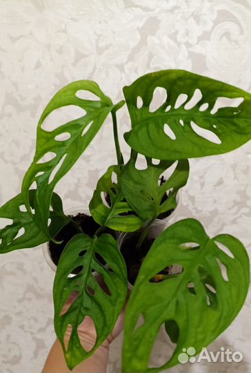 Монстера Манки Маск