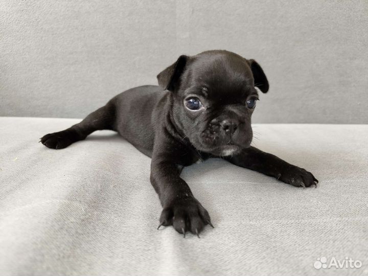 Французский бульдог