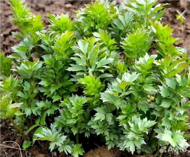 Монарда, Эхинацея, Криспа,Любисток, Пижма,Манжетка