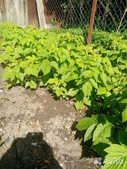 Ремонтантная малина