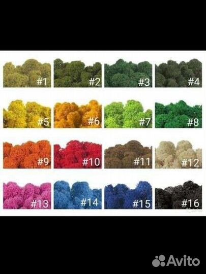 Стабилизированный мох