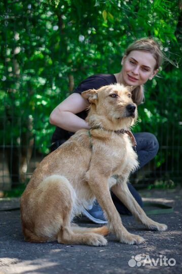 Бородатик спаси из приюта