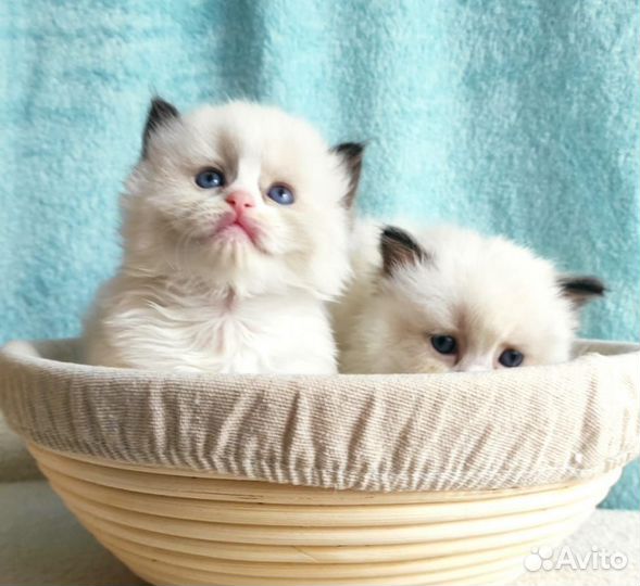 Милые котята породы “Рэгдолл”