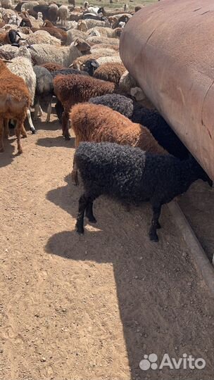 Овцы бараны ягнята