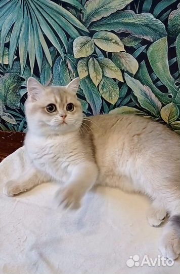 Кошечка голубое золото