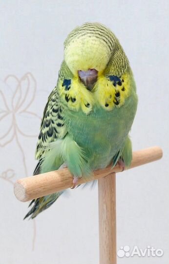 Выставочные волнистые попугаи