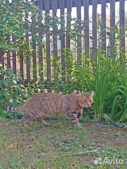 Кошка Savanna f5