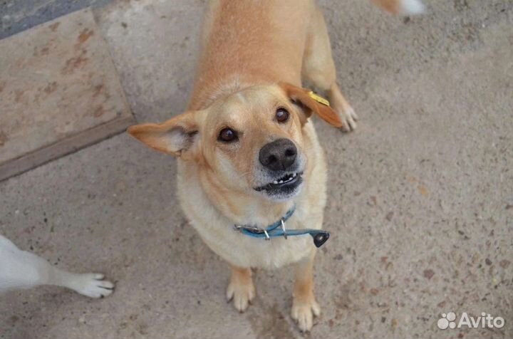 Собака в добрые руки