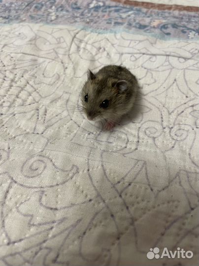 Джунгарский хомяк