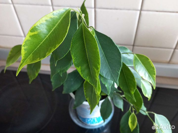 Фикус бенджамина