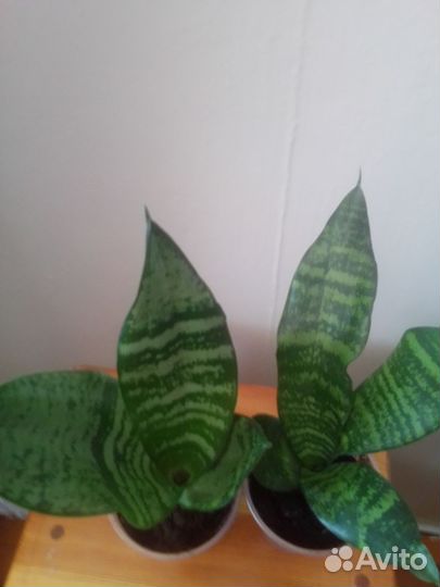 Сансевиерия