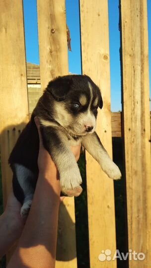 Щенки от Хаски