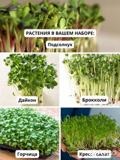 Подарок на 8 марта. Набор микрозелени для дома