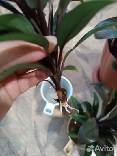 Кордилина/ Комнатные растения