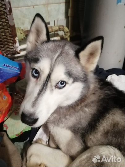 Найдена собака