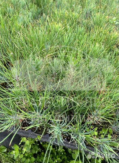 Сеянцы Лиственницы Сибирской с зкс