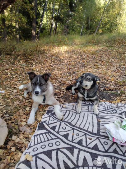 Уход за животными на время отпуска