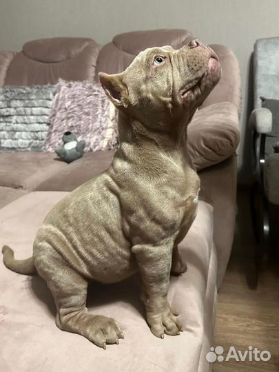 Щенок Американский Булли (Омск)