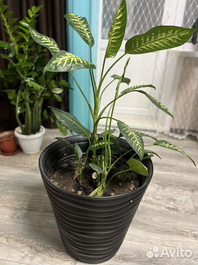 Диффенбахия пятнистая