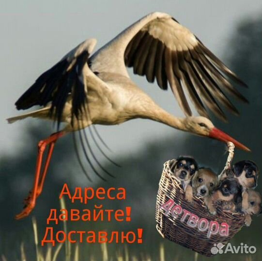 Щенки