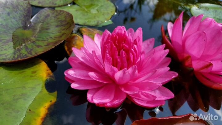 Нимфеи кувшинки растения для пруда. Часть 2