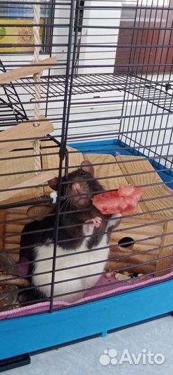 Передержка животных