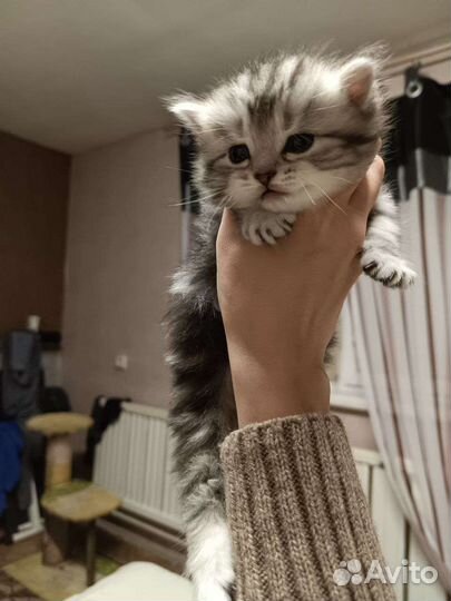 Котенок дымчатого окраса(девочка)