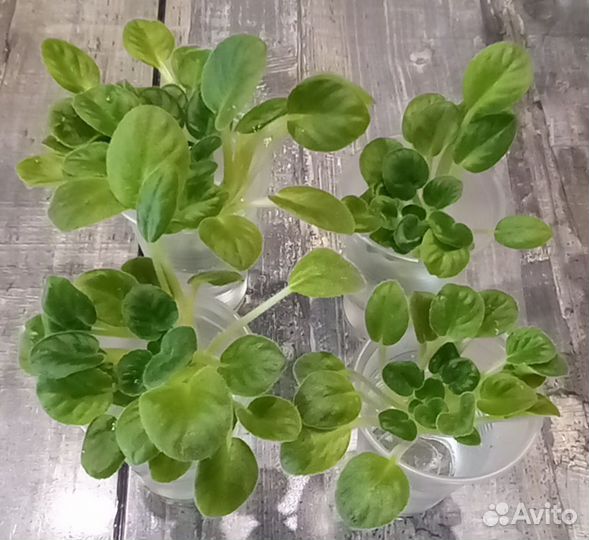 Радость простых мелодий. Детки сортовых фиалок