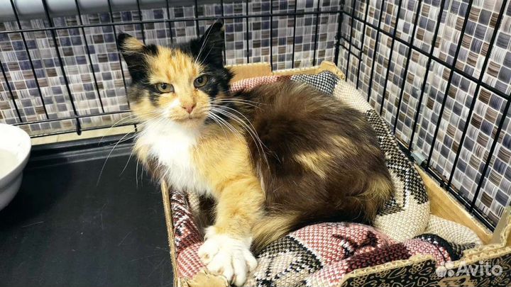 Кошка в дар бесплатно