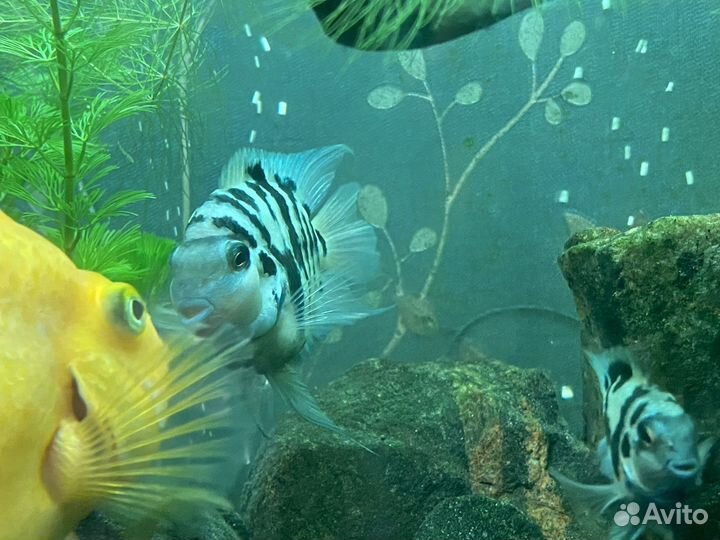 Сапфировый попугай, анциструс золотой