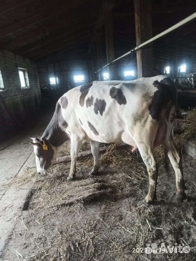 Корова дойная