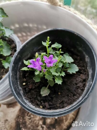 Кампанула жених