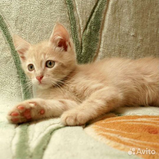 Персиковый котенок