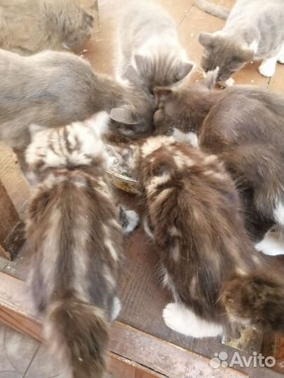 Кошки шотландцы