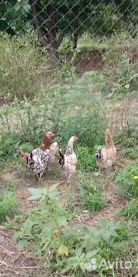 Куры карликовые, декоративные