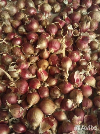 Лук многоярусный многолетний