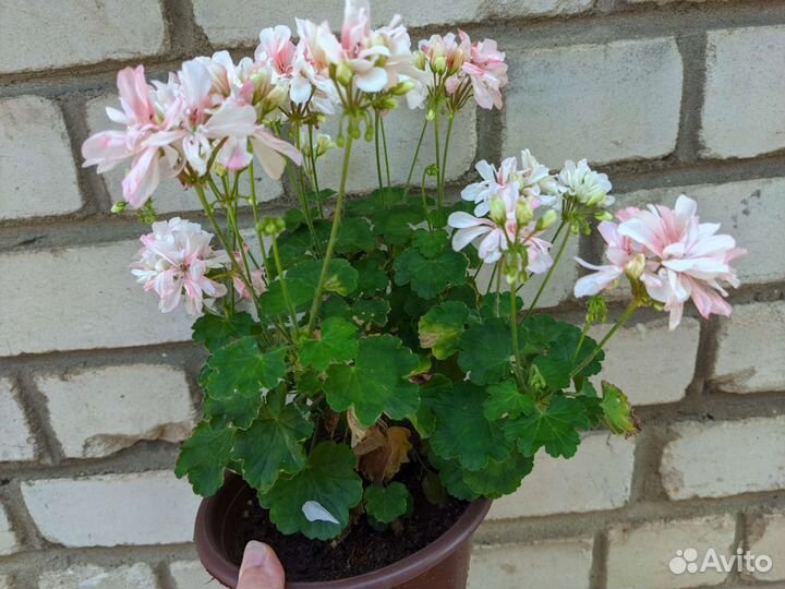 Сортовые пеларгонии