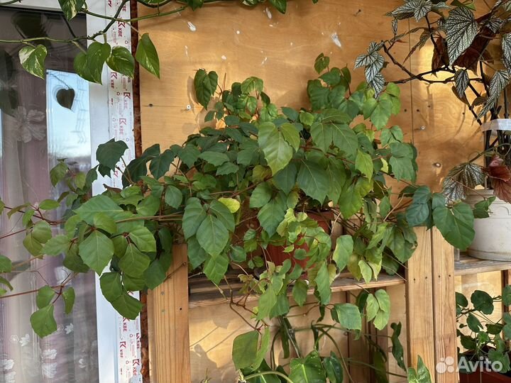 Роициссус (березка)