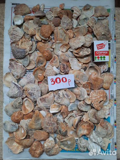 Ракушки разные