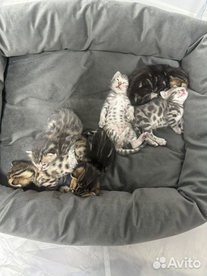 Бенгальские котята