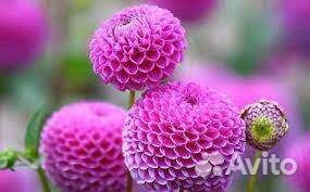 Георгины клубни, мультифлора