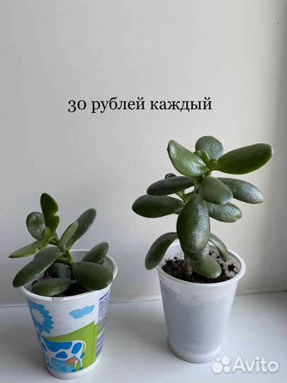 Герань,рэо, колеус