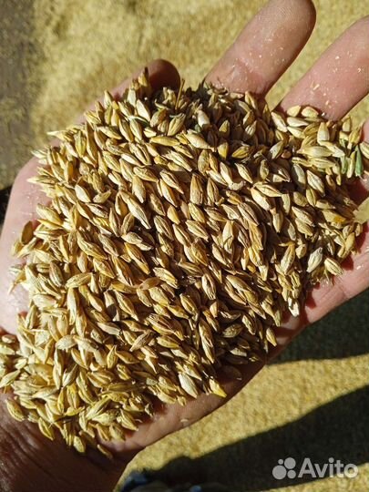 Пшеница ячмень