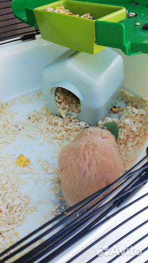 Клетка для хомяка большая вместе с хомяком